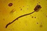 Fossil Cicada Larva and Multiple Flower Stamen in Baltic Amber #159827-1